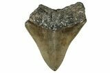 Serrated, Fossil Megalodon Tooth - North Carolina #349323-2